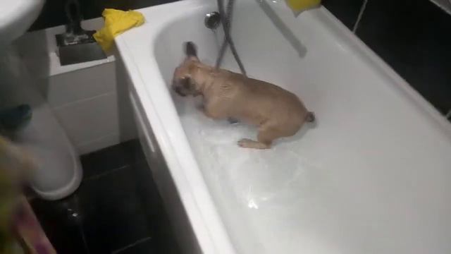 Французкий бульдог принимает ванну!!! смотреть онлайн