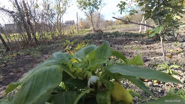 4 ноября. Будни станичников. С праздником! смотреть онлайн