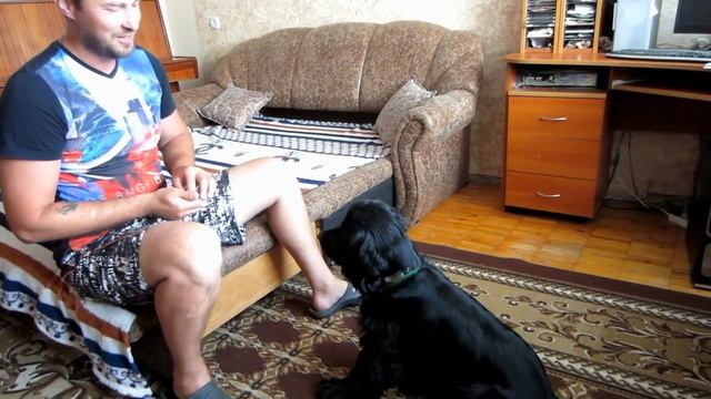 Дрессировка собак.Английский спаниель.Рей показывает свои способности и выполняет прикольные команд смотреть онлайн