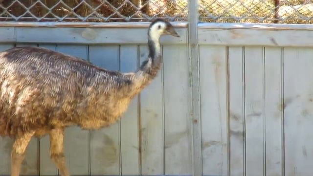 Bird Ostrich Emu. Baby Looking At Mother. Ostrich Talking, Sound, Call, Song. Ostrich Farm, Zoo