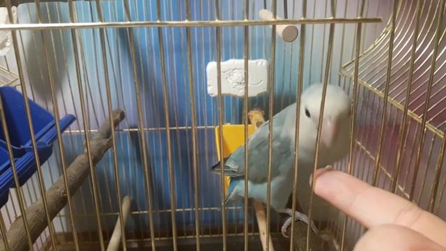 Как приручить попугая ? За 5 шагов смотреть онлайн