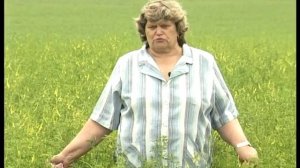 Донник, как сидерат. Урожайные грядки.