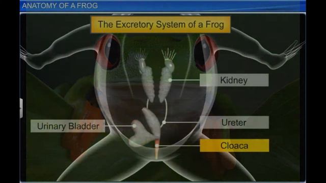 Земноводные / Строение, жизнедеятельность / смотреть онлайн