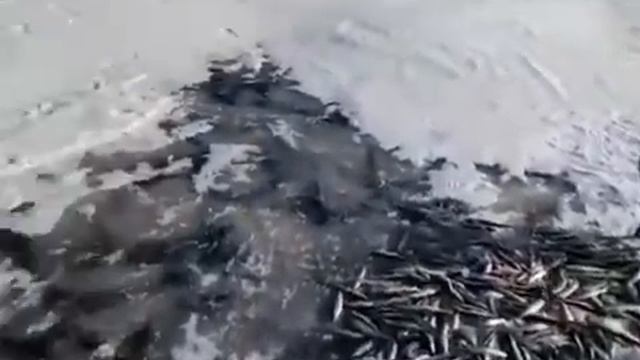 25.03.2021 - 28.03.2021 ХАБАРОВСКИЙ КРАЙ, П. ЛАЗАРЕВ - МЫС. ДЖАОРЭ. смотреть онлайн