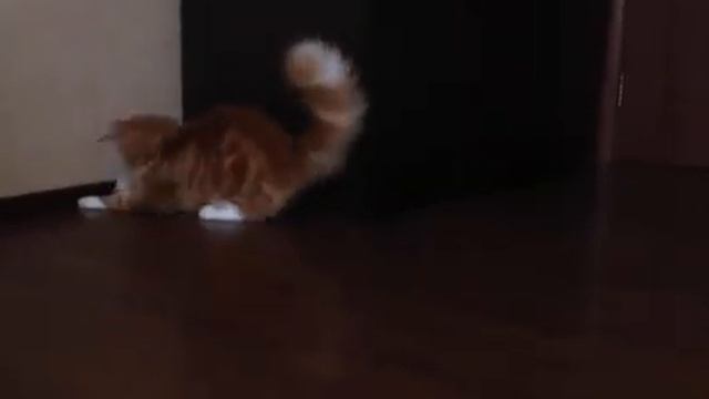 Мейн кун красный мрамор с белым смотреть онлайн