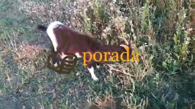коза ламанча мои отзывы (+ и - ) смотреть онлайн