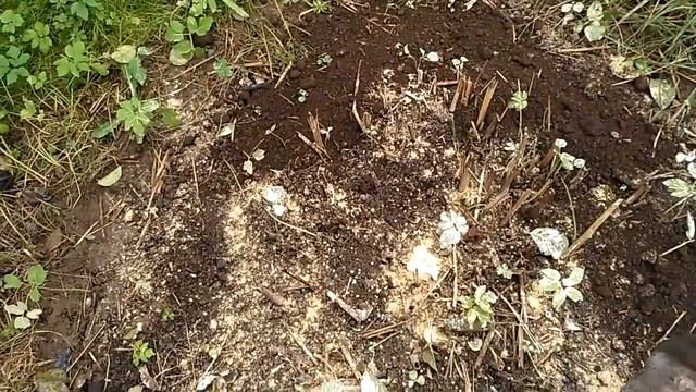 Дача влог/пирог/борюсь со снытью/обед/кто-то пришёл смотреть онлайн