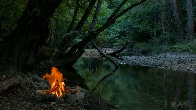 Как вырастить с черенка хурмы дерево? смотреть онлайн