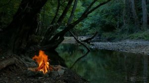 Как вырастить с черенка хурмы дерево?