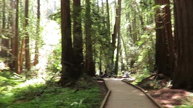 Cathedral Grove - Muir Woods National Monument - Mill Valley, California смотреть онлайн