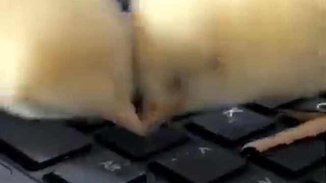 삼성 센스 미니 노트북 N310 - 터치터치