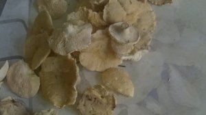 ГРИБ ЁЖЕВИК ЖЁЛТЫЙ,СОБИРАЕМ,и ГОТОВИМ.