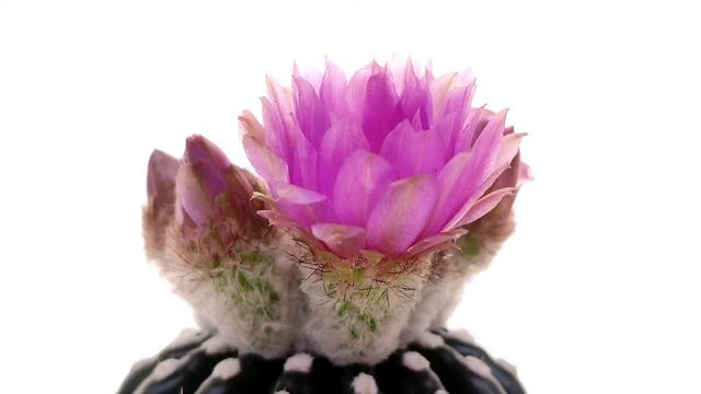 Notocactus uebelmannianus f inermis смотреть онлайн