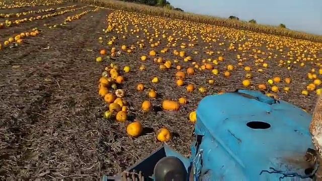 Скачування гарбуза. (Валкування) 1 жовтня 2021 смотреть онлайн