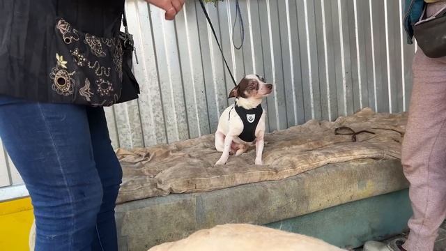 Спасение животных / Вернулась в приют, но надолго ли?