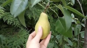 Самая вкусная груша! Талгарская Красавица. Талгарка. Хрустящая, вкусная груша!