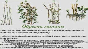 Как правильно проводить обрезку малины весной: пошаговое руководство