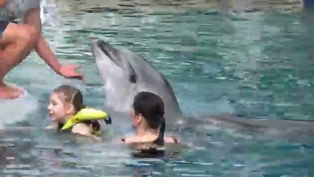 Плаваем и играем с дельфином ///Дельфин спасает Аню Кемер 2018 смотреть онлайн