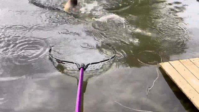 Ханская. Карп и Амур на поплавок 16 сентября 2023 г. смотреть онлайн