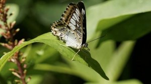 Абрахам Хикс – Недуги физического тела – Эстер Хикс