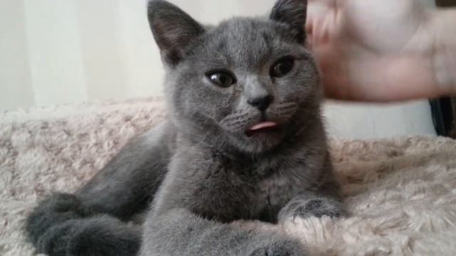 Кот показывает язык смотреть онлайн