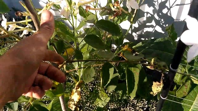 орех пекан на 5 августа 2020 смотреть онлайн