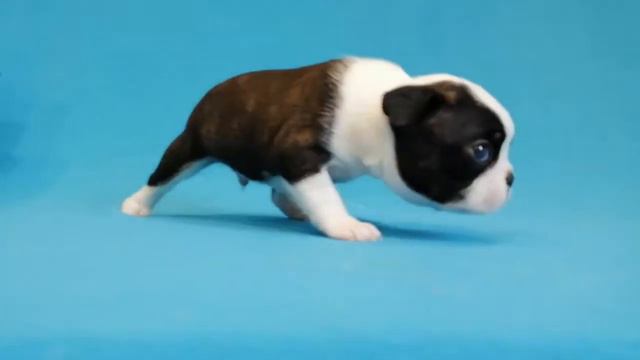 Реука Лайф Гардемарин 25 дней