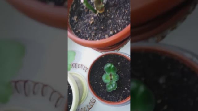 Мои комнатные растения - весенний обзор .. 2018 г. смотреть онлайн