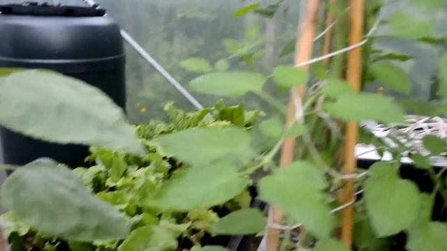 The Grow Shop's Polytunnel June 2013 смотреть онлайн