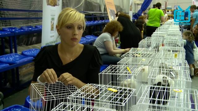 С хозяином рядом. Шиншилла смотреть онлайн