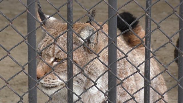 Пензенский зоопарк. Апрель 2016г . смотреть онлайн