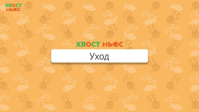 Все о породе мейн-кун смотреть онлайн