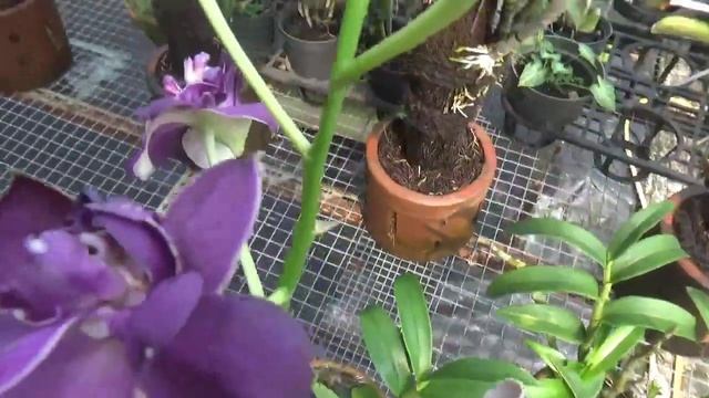 Anggrek Mawar Biru Dendrobium Betty Rose смотреть онлайн