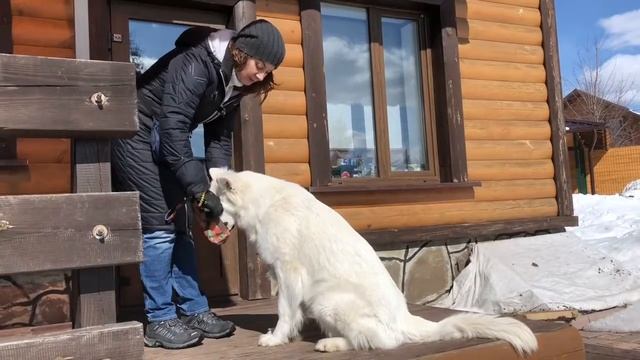 КАК НАУЧИТЬ СОБАКУ ПРИНОСИТЬ ВЕЩЬ. ЛАЙФХАК ДЛЯ СОБАК. ИГРУШКА - ПЕНАЛ. смотреть онлайн