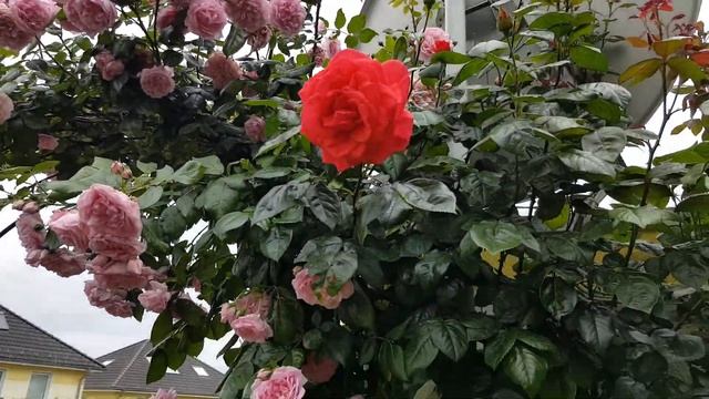 Розы расцвели.Сорт #ElainePaige #ЭлейнПэйдж #Maintower #ModernArt #Rotkappchen #ReneevanWegberg