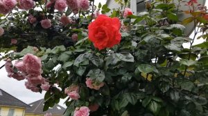 Розы расцвели.Сорт #ElainePaige #ЭлейнПэйдж #Maintower #ModernArt #Rotkappchen #ReneevanWegberg