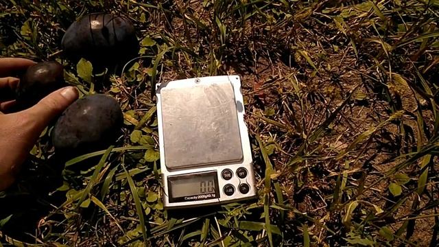 Слива Топ гигант