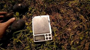 Слива Топ гигант