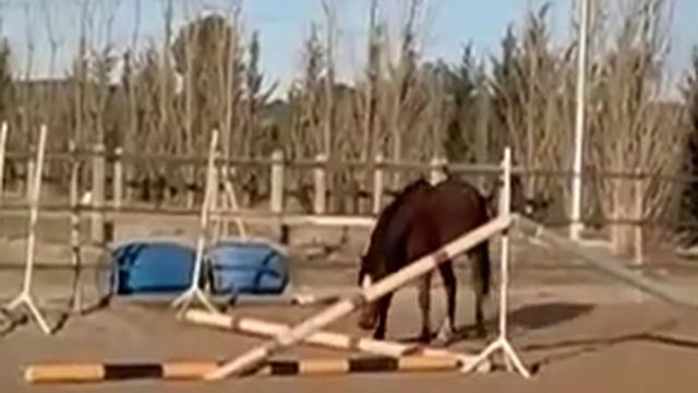 Avatar de Pion Para PFS смотреть онлайн