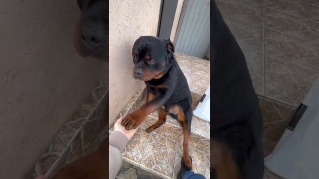 Ротвейлер Фриц сидит как-то странно #rottweiler #животные #собака #ротвейлер смотреть онлайн