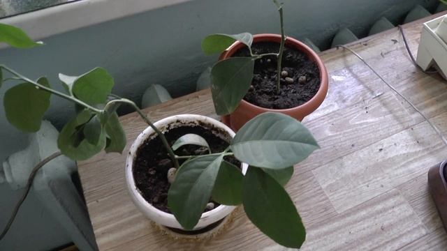 Как выращивать и размножать комнатный лимон в домашних условиях.