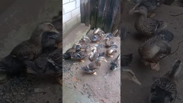 Утка башкирские цветная смотреть онлайн