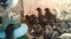 Брудер для цыплят своими руками #брудер #цыплята #chikens
