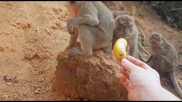 Вспоминаем где были. Обезьяны Ко Лана. смотреть онлайн