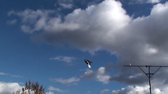 Племенной материал на 2024 по голубям Мушинского А.В.  Осень 2023