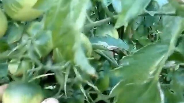 Томаты Владимира Aндерсона 17 сентября