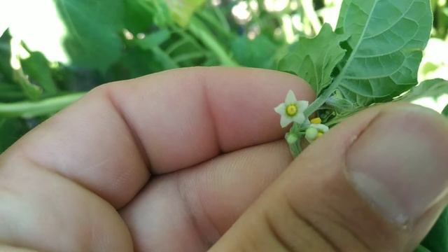 Köpek (İt) Üzümü Yabancı Otu Savaşımı (Solanum nigrum) смотреть онлайн
