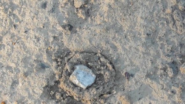 Wolf Spider Closes Hatch /¯(◕_◕)/¯'