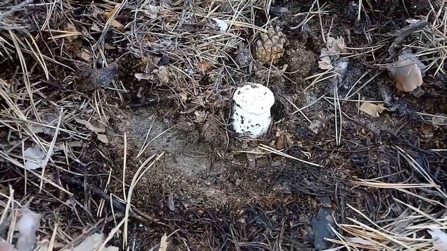 Красота родного края! Опять по грибы. смотреть онлайн