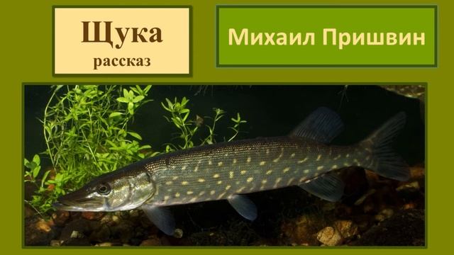 Михаил Пришвин Рассказ "Щука" смотреть онлайн
